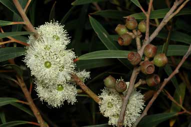 APII jpeg image of Eucalyptus cunninghamii  © contact APII