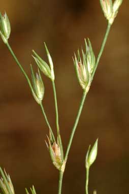 APII jpeg image of Juncus bufonius  © contact APII