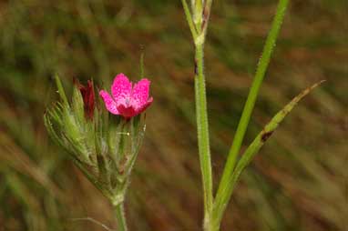 APII jpeg image of Dianthus armeria  © contact APII