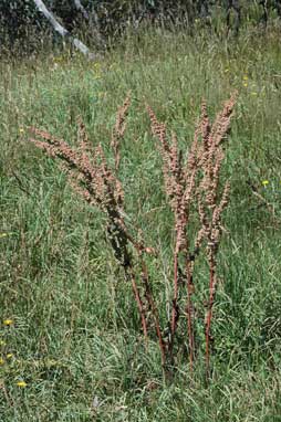 APII jpeg image of Rumex crispus  © contact APII