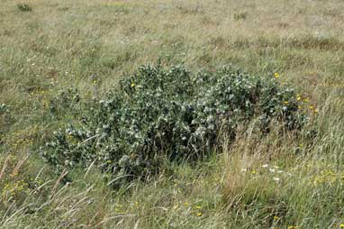 APII jpeg image of Olearia myrsinoides  © contact APII