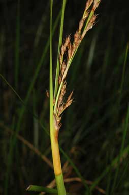 APII jpeg image of Lepidosperma laterale  © contact APII