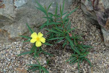 APII jpeg image of Hibbertia longifolia  © contact APII