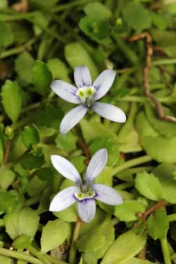 APII jpeg image of Isotoma fluviatilis  © contact APII