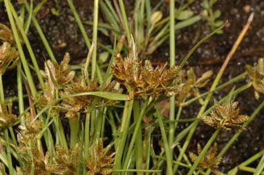 APII jpeg image of Cyperus sanguinolentus  © contact APII