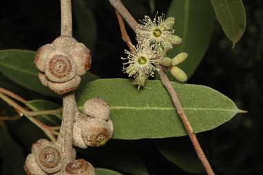 APII jpeg image of Eucalyptus bensonii  © contact APII