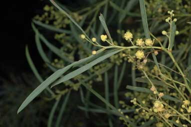 APII jpeg image of Acacia aestivalis  © contact APII