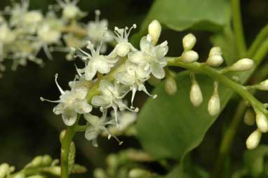 APII jpeg image of Anredera cordifolia  © contact APII