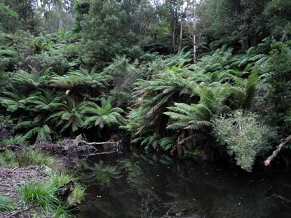 APII jpeg image of Dicksonia antarctica  © contact APII