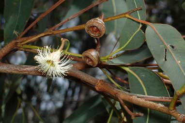 APII jpeg image of Eucalyptus longifolia  © contact APII