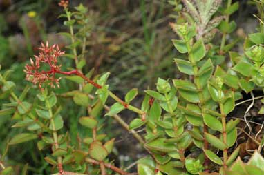 APII jpeg image of Crassula sarmentosa var. sarmentosa  © contact APII