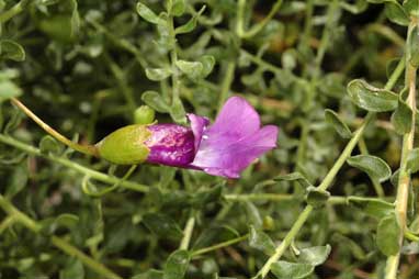 APII jpeg image of Eremophila macdonnellii  © contact APII