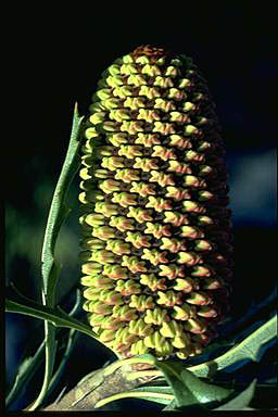 APII jpeg image of Banksia aculeata  © contact APII