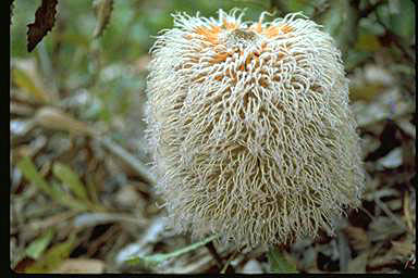 APII jpeg image of Banksia baueri  © contact APII