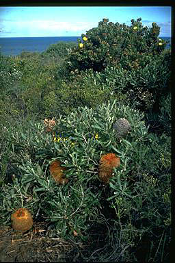 APII jpeg image of Banksia baueri  © contact APII