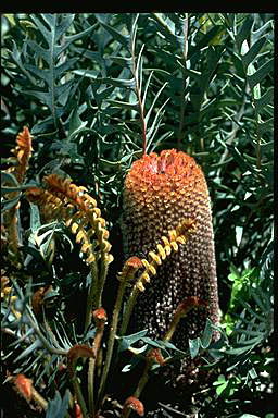 APII jpeg image of Banksia blechnifolia  © contact APII