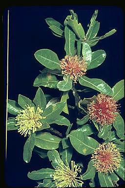 APII jpeg image of Banksia ilicifolia  © contact APII