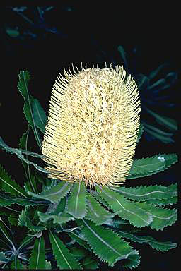 APII jpeg image of Banksia serrata  © contact APII