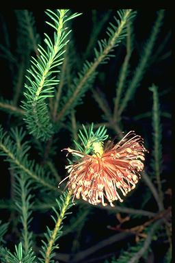 APII jpeg image of Banksia violacea  © contact APII