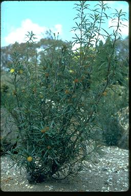 APII jpeg image of Banksia squarrosa subsp. squarrosa  © contact APII