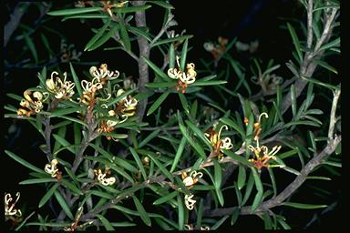 APII jpeg image of Grevillea australis  © contact APII