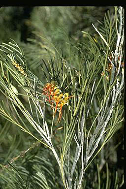 APII jpeg image of Grevillea baxteri  © contact APII