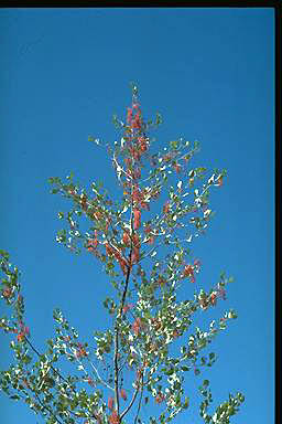 APII jpeg image of Grevillea byrnesii  © contact APII