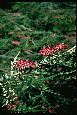 APII jpeg image of Grevillea caleyi  © contact APII