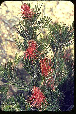 APII jpeg image of Grevillea concinna  © contact APII