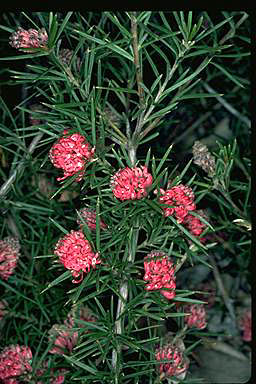 APII jpeg image of Grevillea confertifolia  © contact APII