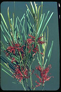 APII jpeg image of Grevillea extorris  © contact APII