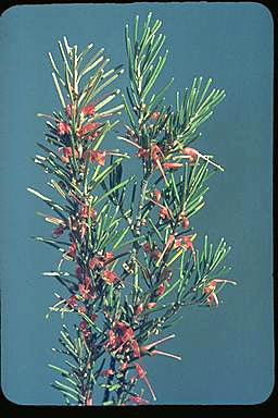 APII jpeg image of Grevillea haplantha  © contact APII