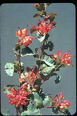 APII jpeg image of Grevillea insignis  © contact APII