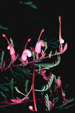 APII jpeg image of Grevillea involucrata  © contact APII