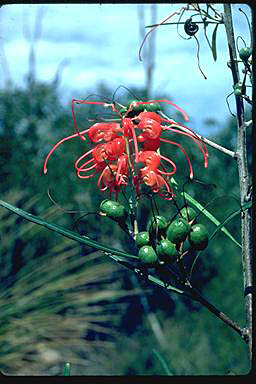 APII jpeg image of Grevillea longistyla  © contact APII