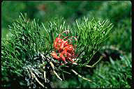 Grevillea maxwellii - click for larger image