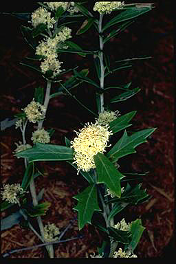 APII jpeg image of Grevillea muelleri  © contact APII