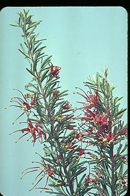 APII jpeg image of Grevillea obtusifolia  © contact APII