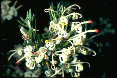 APII jpeg image of Grevillea pilulifera  © contact APII