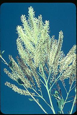 APII jpeg image of Grevillea polybotrya  © contact APII