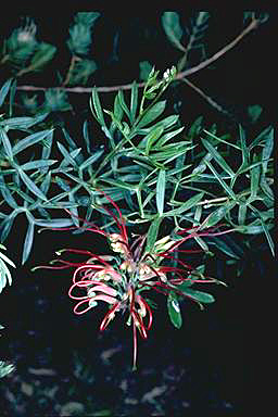 APII jpeg image of Grevillea ripicola  © contact APII