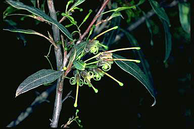 APII jpeg image of Grevillea shiressii  © contact APII