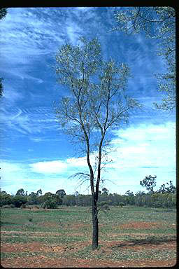 APII jpeg image of Grevillea striata  © contact APII