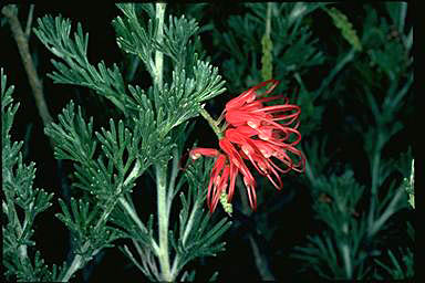 APII jpeg image of Grevillea humifusa  © contact APII