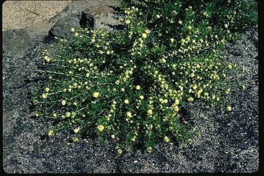 APII jpeg image of Grevillea muelleri  © contact APII