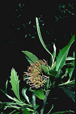 APII jpeg image of Grevillea wilkinsonii  © contact APII