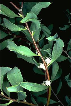 APII jpeg image of Hakea undulata  © contact APII