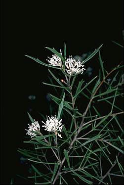 APII jpeg image of Hakea varia  © contact APII