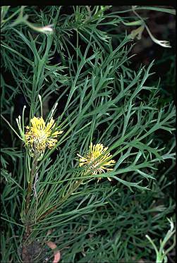 APII jpeg image of Isopogon petiolaris  © contact APII