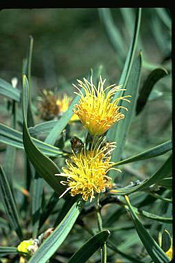 APII jpeg image of Hakea cinerea  © contact APII